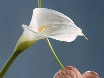 Internal Family Systems (IFS) Exile Check-In Meditation