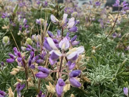 Internal Family Systems (IFS) Meditative Journey