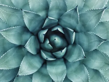 International Day of Yoga