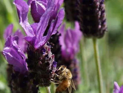 Interoceptive Meditation Practice For Inner Awareness