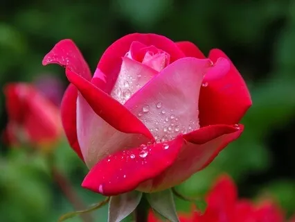 Intersection Of Flesh & Spirit: Radiance Sutras Verse 157