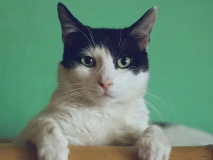 Interview: Catherine ~ The Cat Who Saw A Ghost!