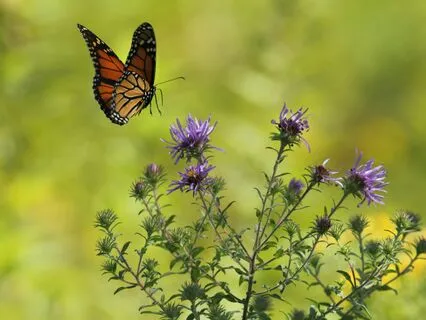 Interview: Denise Dielwart~Death Is But A Doorway!