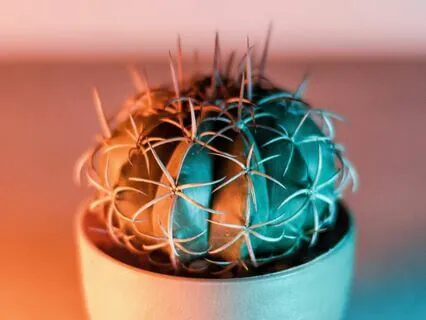 Interview: Diego ~ The Miracle In The Words