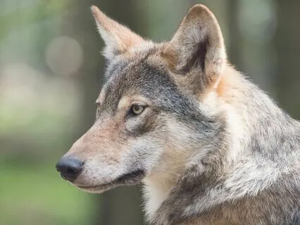 Interview: Lewis Mehl-Madrona~This Entire Episode Is Magic!