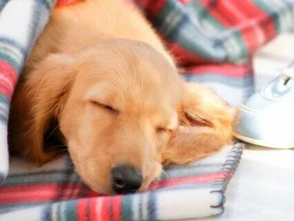 Intimate Piano 20 - Napping