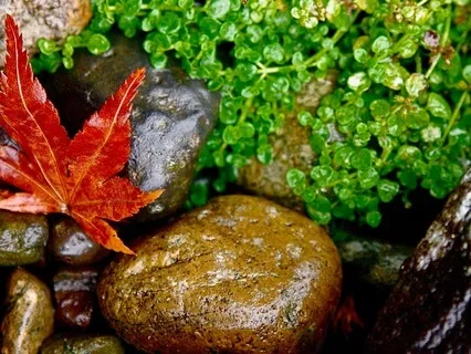 Intimate Rain: Contact Mics On Trees