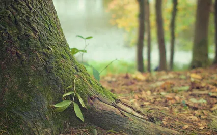 Into A Soothing Forest