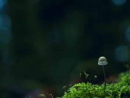 Into Nature's Mystery | Vocal Music For The Heart Chakra