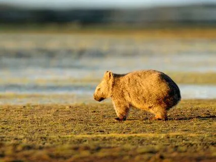 Into The Burrow — Grounding With Wombat Spirit