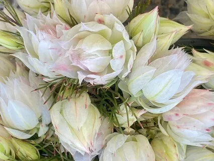 Into The Calmness Of The Night