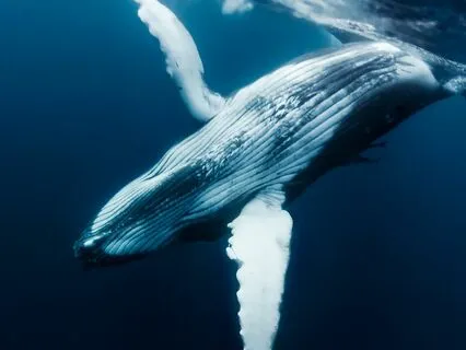 Whale Sounds For Comfortable Sleep And Relaxation