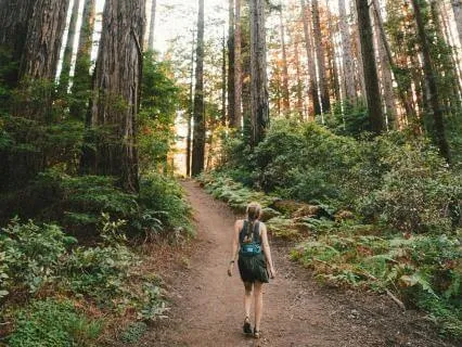 Sacred Forest Bedtime Journey