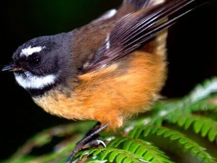 Into The Forest: A Soul Journey Guided By Earth And Stars