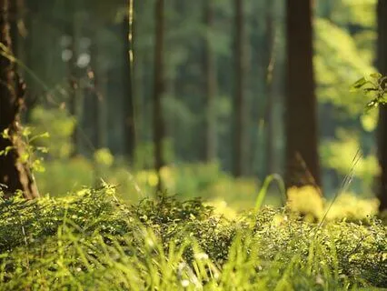 Into The Forest - Guided Yoga Nidra