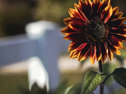 Into The Heart Centre