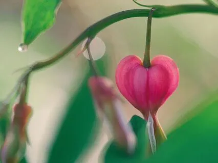 Into The Heart Part II