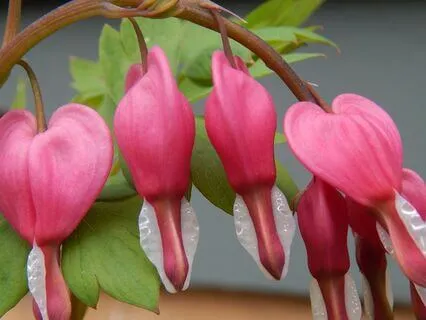 Into The Heart Part III