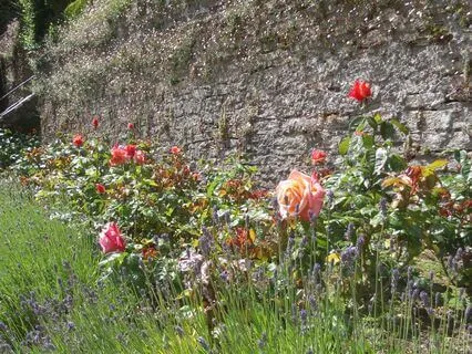 Into The Meadow Of Calm, Cleanse And Empowerment | No Music