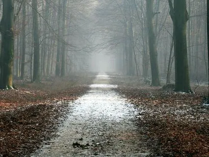 Into The Mystical Forest - Flute Journey