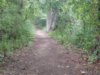 Into The Sacred Forest (No Music)