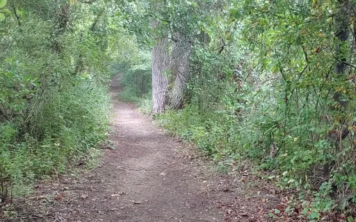 Into The Sacred Forest
