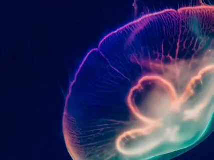 Into The Sea (A Contemporary Shamanic Journey)