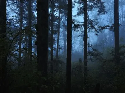 Into The Velvet Hollow: A Mystical Sleepy Journey