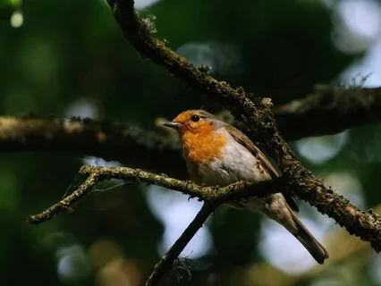 Into The Wild - Bird Songs