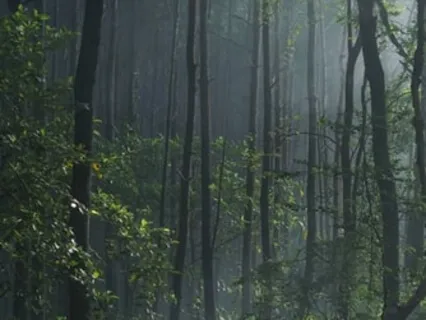 Into The Wild (With Nature Sounds)