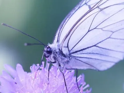 Intrinsic Drive Power Perserverance