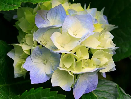 Intro To Creating A Mandala - Instructions