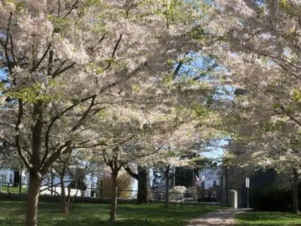 Introducing A Good Friend : Your Breath