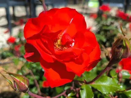 Introducing Loving-Kindness To Difficult Feelings