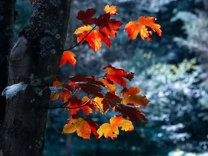 Introduction: Rewriting Relational Trauma