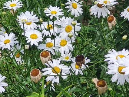 Introduction Talk To The Full Practice Of Hridayakasha