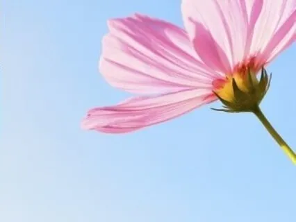 Introduction To Blackout Girl