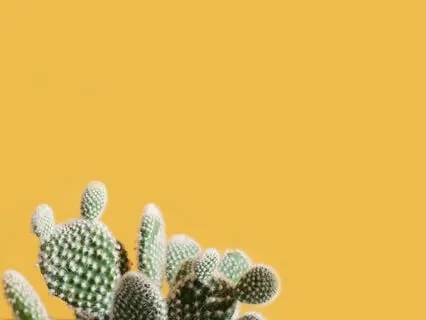 Introduction to Focus