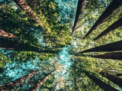 Introduction To Forest Bathing