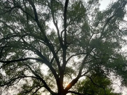 Introduction To Functional Breathing