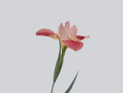 Introduction To Meditations: A Tall Seat