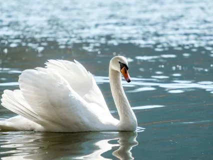 Introduction To Mindfulness Meditation