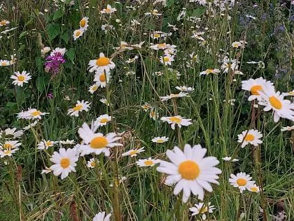 Introduction To Parts Work: Mapping Your Inner World