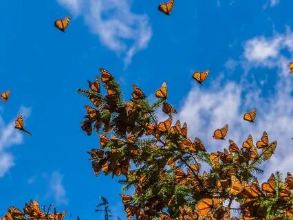 Introduction To Thought Process Meditations