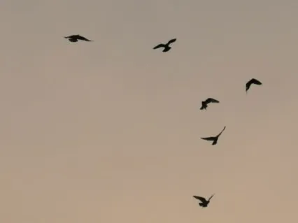 Introductory 20-Minute Guided Effortless Meditation