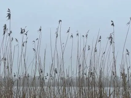 Introductory Meditation 11: Like Some, Love All