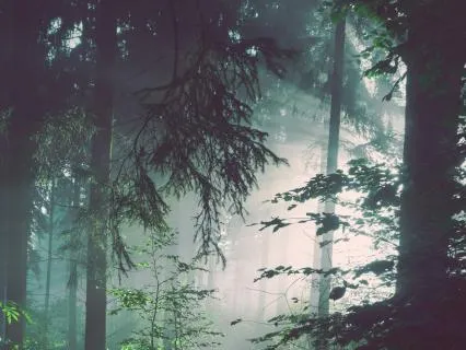 Introvert Burnout Recovery | Nervous System Reset