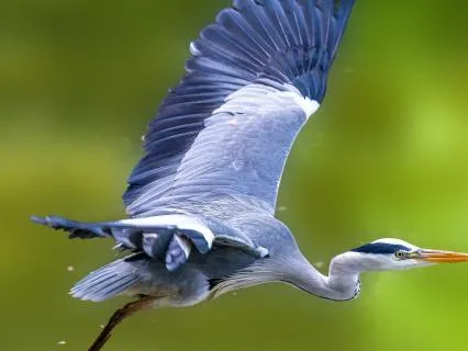 Intrusive Thoughts: Finding Calm Within