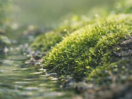 Intrusive Thoughts – Let The Mind Settle