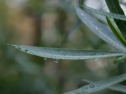 Intrusive Thoughts Meditation W/ Journal Prompt